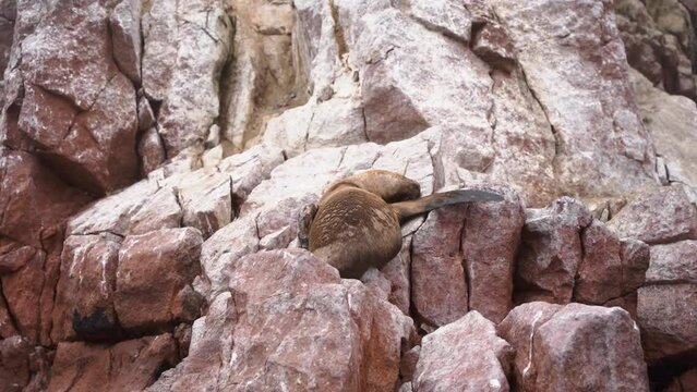 Beautiful Shot Of Unique Species Of Seal Sleeping On a Rock in Desert Of Paracas National Reserve, Ica, Per&uacute;