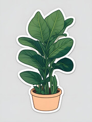 A plant with white background.