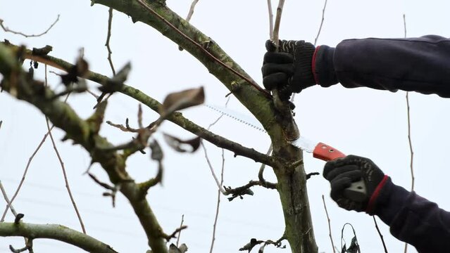 The gardener saws off a pear branch with a hand saw. Crown thinning. Pruning process of a fruit garden tree. Close-up. Real time. Autumn season garden care. 4K video footage. Dry leaves. Sawing.
