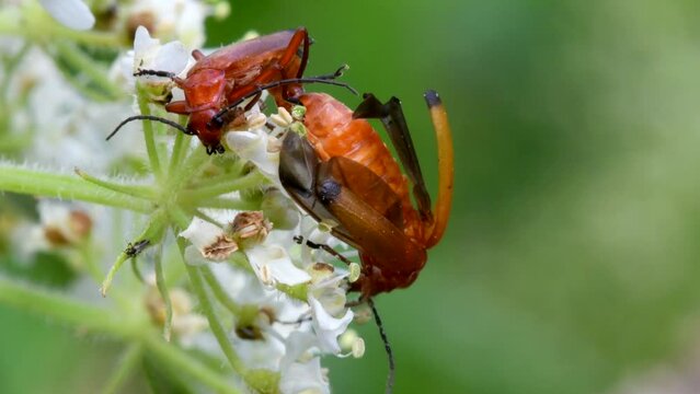 Soldier Beetle (Cantharis livida), Devon, England, United Kingdom, Europe