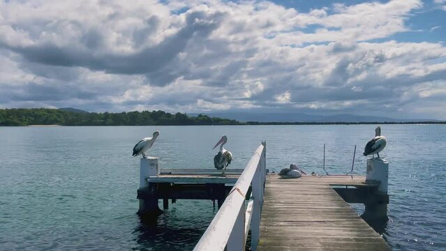 4k Video -Pelicans on the pier at Crookhaven Heads Boat Ramp on the Crookhaven River in Comerong Bay, Shoalhaven, South Coast, NSW, Australia. 