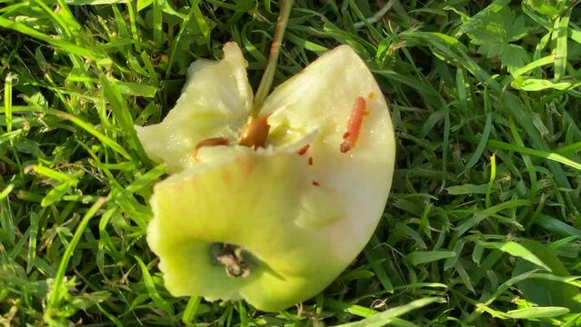 apple core with worm on the grass