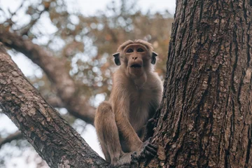 Fototapeten Wild toque macaque monkey during the morning in Sigiriya, National Park  © Peter