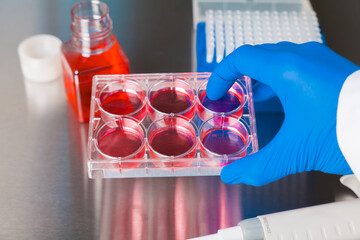 Cell culture media in laboratory for pipet.