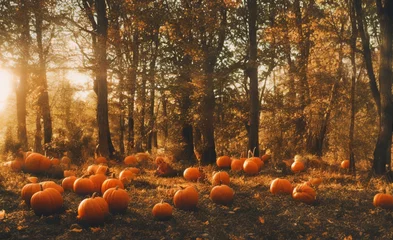 Foto op Plexiglas pumpkins in the garden vintage halloween © Sunset Vibes