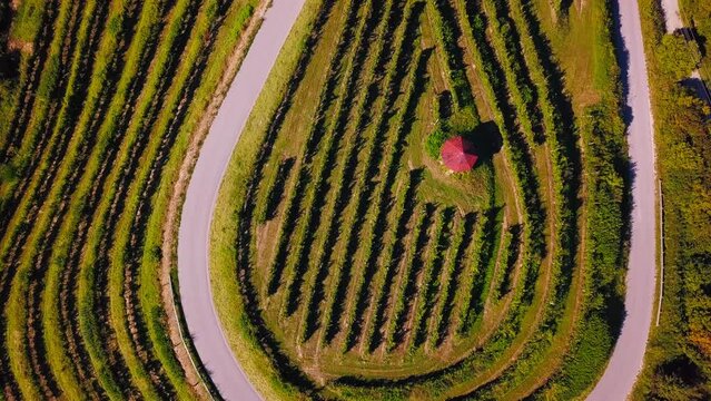 Stunning aerial 4K drone footage of Haloze, Slovenia. It is a region in northeastern Slovenia known for its rolling hills, lush vineyards, and rich cultural heritage. Filmed top down in the summer.