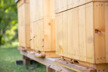 A view of the front of several hives and flying bees at the outlet.