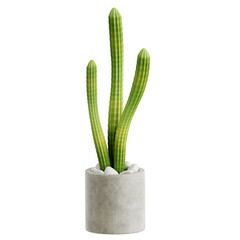 3D cactus pot