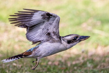 Australian Laughing Kookaburra with worm in beak
