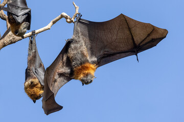 Australian Grey-headed Flying Fox roosts in trees by day
