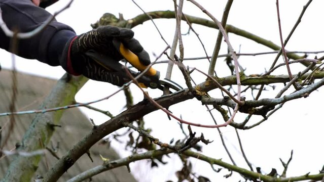 4k video. A gardener is pruning a tree. Small secateurs or gardening scissors - branch cut tool. Side view. The man hands are cutting off a twig close-up. Garden care. Cold season. Seasonal work. DIY.