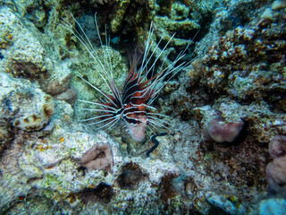 Obraz na płótnie Canvas Lionfish lives in the coral reef of the Red Sea