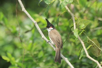 A red-whiskered bulbul