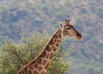 Portrait of a cute Giraffe with a tree and mountain in the background, Okapuka Safari Lodge near Namibia’s capital Windhoek, Namibia