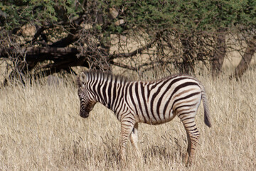 Fototapeta na wymiar Profile view of a cute young Zebra standing in the grass in Okapuka Safari Lodge near Namibia’s capital Windhoek, Namibia