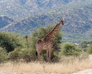 Giraffe standing in the grass among trees with mountains in the background, Okapuka Safari Lodge near Namibia’s capital Windhoek, Namibia