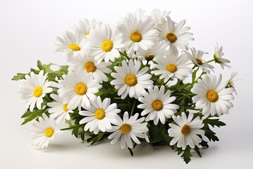 White daisy on white background