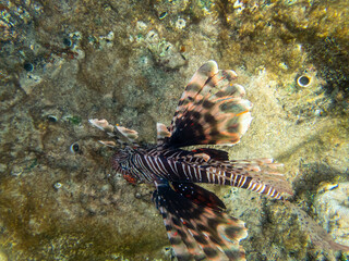 Lionfish lives in the coral reef of the Red Sea