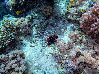 Lionfish lives in the coral reef of the Red Sea