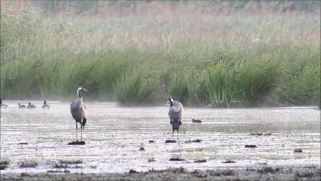 Two common crane (Grus grus) grooming their feathers, Meerbruchwiesen, Steinhuder Meer, Lower Saxony