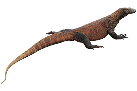 close up komodo dragon isolated transparent background png