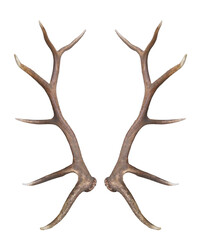 Christmas elements antlers hunting elk horns PNG easy to use