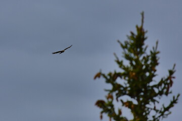 Common buzzard (Buteo buteo) flying above pine forest in the European mountains