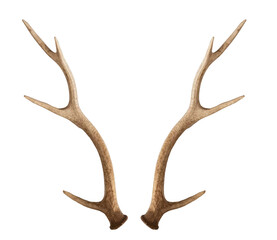 Christmas elements antlers hunting elk horns PNG easy to use - obrazy, fototapety, plakaty