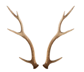 Schilderijen op glas Christmas elements antlers hunting elk horns PNG easy to use © Magic