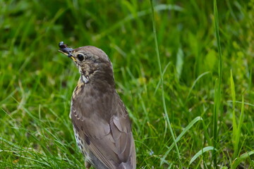 A Song Thrush (Turdus philomelos) eating a large ant on a field in the European alps