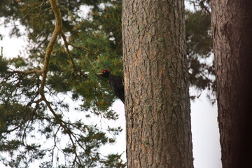 Black woodpecker on a black pine tree in the austrian mountains with overcast sky