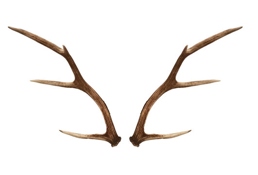 Christmas elements antlers hunting elk horns PNG easy to use