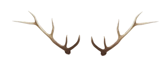 Foto op Plexiglas Christmas elements antlers hunting elk horns PNG easy to use © Magic