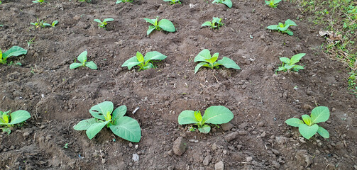 Tobacco plant growing in the field	
