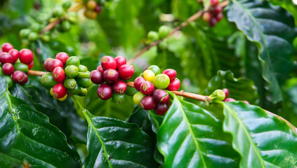red and green coffe beans on a tree