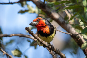 Black-collared barbet with a damaged beak isolated in the wild