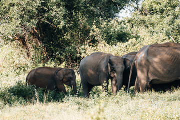 Wild Sri Lankan Elephant during safari game drive in Udawalawa National Park 
