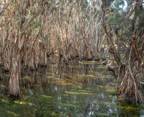 A Paperbark Tree Forest