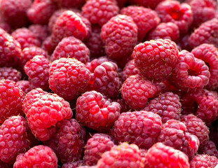 Raspberries in the rays of light, macro.