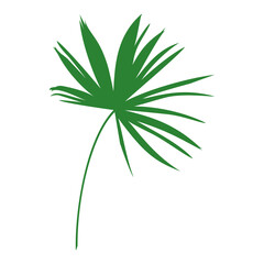 illustration of a tropical leaf