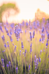 Lavender bushes closeup on sunset. Lavender field closeup. Blooming lavender meadow, colorful travel landscape. Sunset blooming floral beams over purple flowers of lavender. Provence region of France.