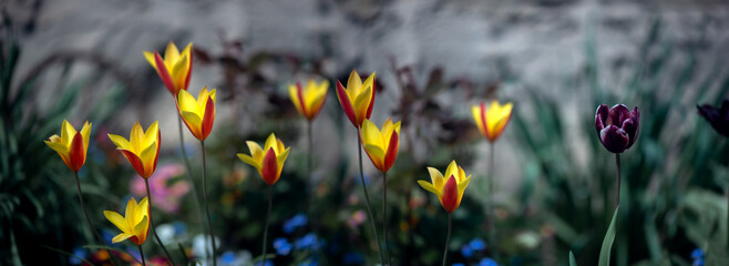 Collectible, dwarf tulip. Panorama of delicate, collectible tulips in the garden.