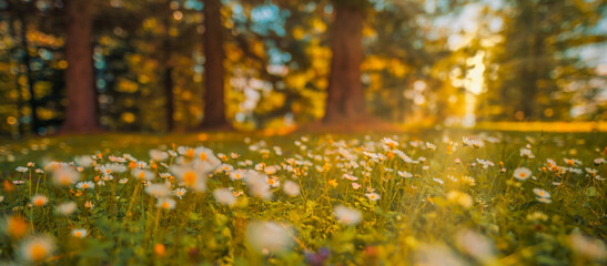 Beautiful happy peaceful field early autumn season. Meadow nature sunset bloom white yellow daisy flowers, sun rays beams. Closeup blur bokeh woodland forest nature. Idyllic panoramic floral landscape