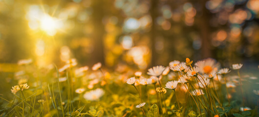 Beautiful happy peaceful field early autumn season. Meadow nature sunset bloom white yellow daisy flowers, sun rays beams. Closeup blur bokeh woodland forest nature. Idyllic panoramic floral landscape - 640107231