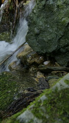 Fototapeta premium mountain frog