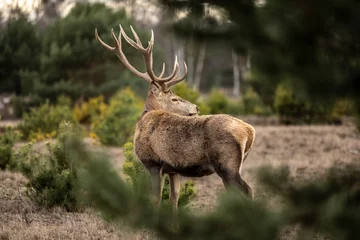 Photo sur Plexiglas Cerf deer in forest