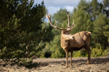 deer in the woods