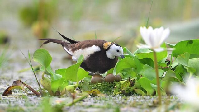 Pheasant Tailed Jacana Bird With Eggs on Floating leaf