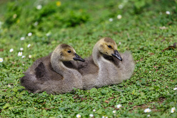 Young canadien goose on grass field