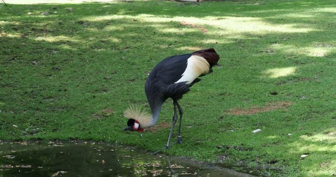 The Black Crowned Crane, Balearica pavonina is a bird in the crane family Gruidae.